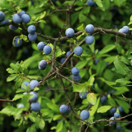 Sloe Hedging (12 plants) - Click Image to Close