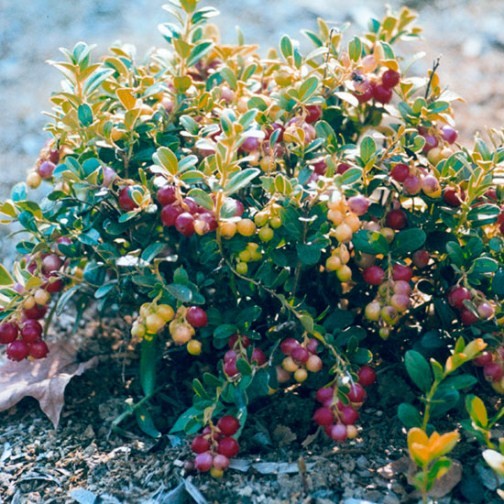Lingonberry Bush 'Red Pearl' - Click Image to Close