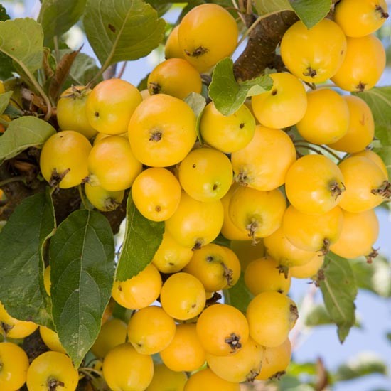 Malus 'Golden Hornet' (Crab Apple Tree) - Click Image to Close
