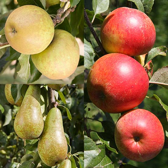 Cordon Apple & Pear Collection (3 Trees) Pomona Fruits, Buy Fruit Trees, Soft Fruit Bushes