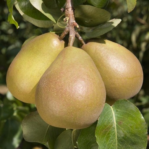 Cordon Pear 'Beurre Hardy' - Click Image to Close