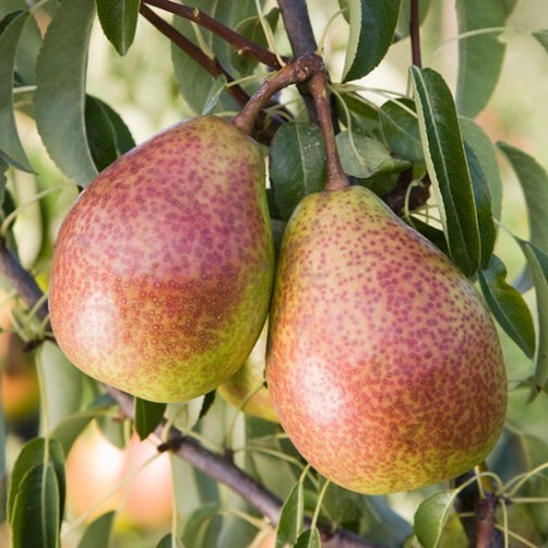Cordon Pear 'Louise Bonne of Jersey' - Click Image to Close