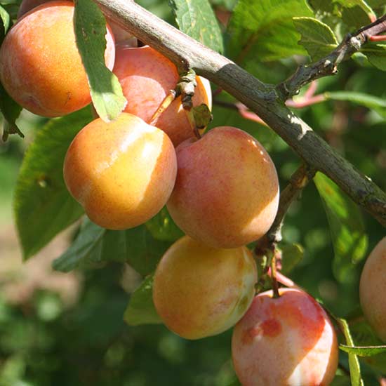Plum Tree 'Burbanks Tangerine' - Click Image to Close