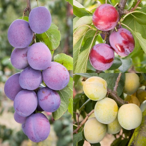 Cordon Plum & Gage Collection (3 Trees) - Click Image to Close