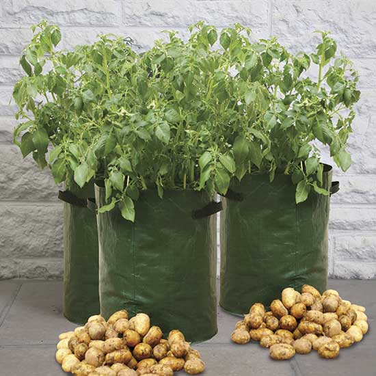 Potato Planters (pack of 3) - Click Image to Close