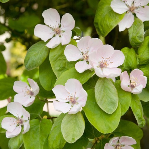 Quince Tree 'Meeches Prolific' - Click Image to Close