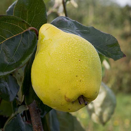 Quince Tree 'Portugal' - Click Image to Close