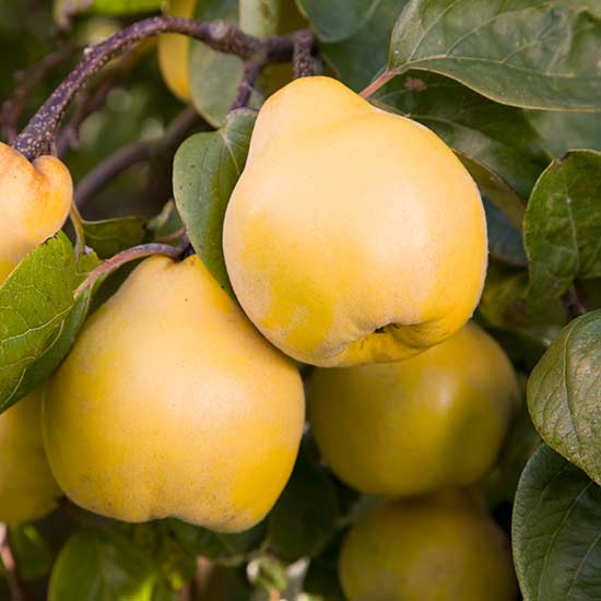 Quince Tree 'Vranja' - Click Image to Close