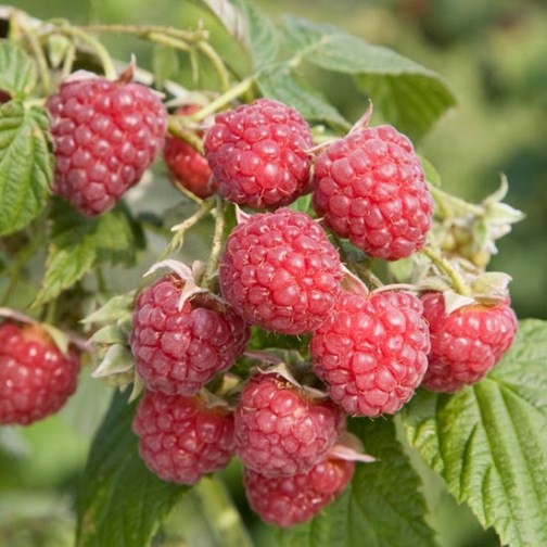 Raspberry 'Autumn Bliss' (6 canes) - Click Image to Close