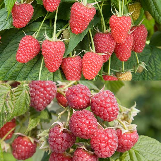 Autumn Raspberry Collection (12 canes) - Click Image to Close