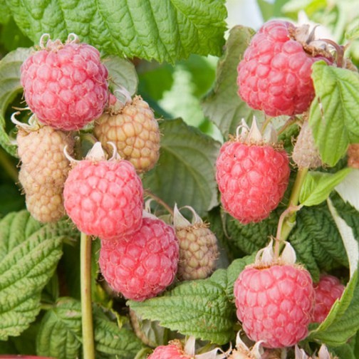 Raspberry 'Malling Jewel' (6 canes) - Click Image to Close
