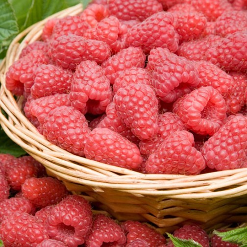 Raspberry 'Tulameen' (6 canes) - Click Image to Close