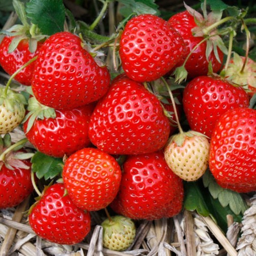 Strawberry Plants 'Elegance' (12 plants) - Click Image to Close