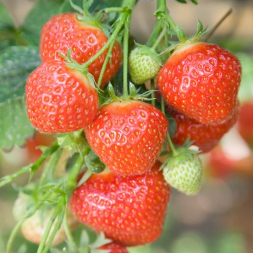Strawberry Plants 'Elsanta' (12 plants) - Click Image to Close