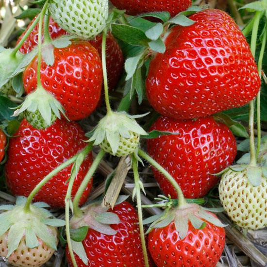 Strawberry Plants 'Fenella' (12 plants) - Click Image to Close