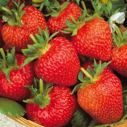 Strawberry Plants 'Flamenco' (12 plants) - Click Image to Close