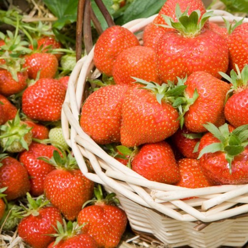 Strawberry Plants 'Hapil' (12 plants) - Click Image to Close