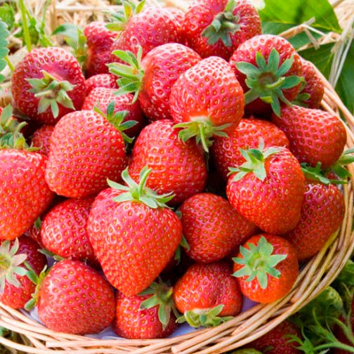 Strawberry Plants 'Honeoye' (12 plants) - Click Image to Close