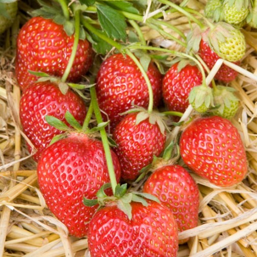 Strawberry Plants 'Korona' (12 plants) - Click Image to Close