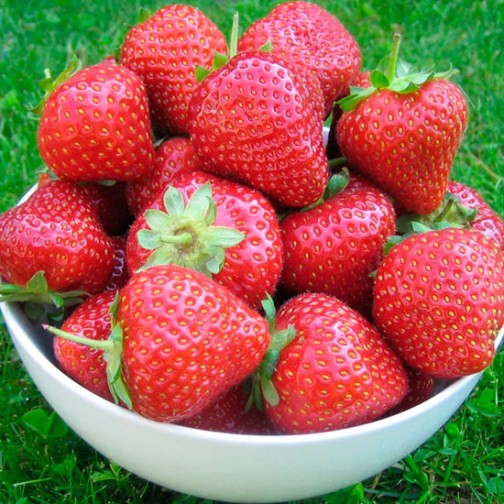 Strawberry Plants 'Malling Opal' (12 plants) - Click Image to Close