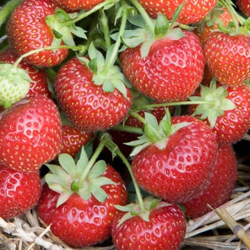Strawberry Plants 'Royal Sovereign' (12 plants) - Click Image to Close