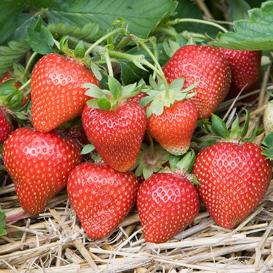 Strawberry Plants 'Sweetheart' (12 plants) - Click Image to Close