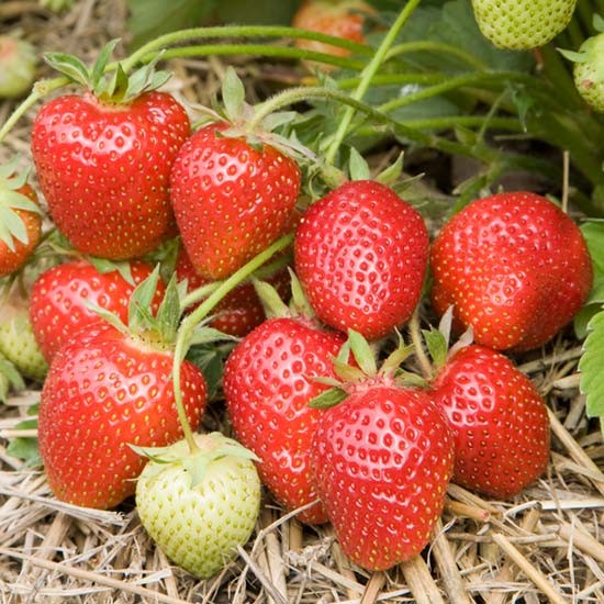Strawberry Plants 'Symphony' (12 plants) - Click Image to Close