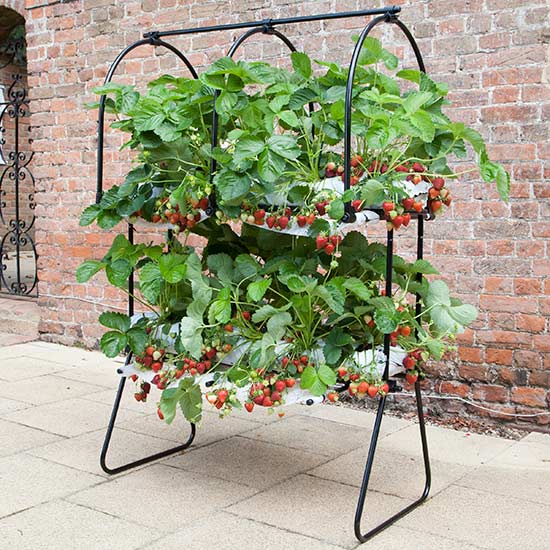 Agriframes Strawberry Tabletop with SuperCrowns - Click Image to Close