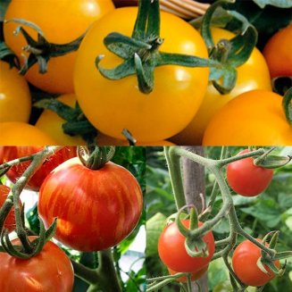 Colourful Tomato Collection (15 plants)