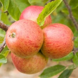 Cordon Apple 'Ellison's Orange'