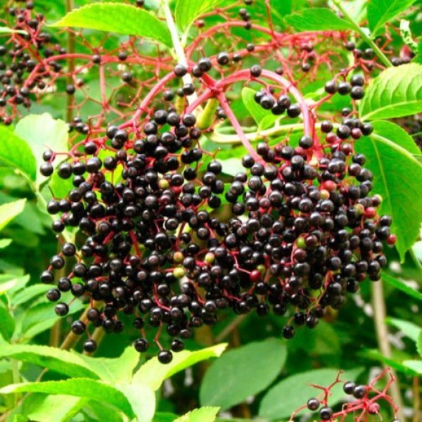 (image for) Elder Hedging (6 plants)