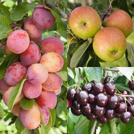 (image for) Cordon Apple, Plum & Cherry Collection (3 Trees)