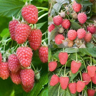 (image for) Summer & Autumn Raspberry Collection (15 canes)