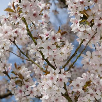 Prunus 'Pandora' (Flowering Cherry Tree)