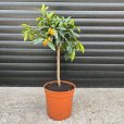 (image for) Kumquat Tree