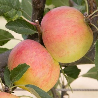 (image for) Apple Tree 'Sunset' (Pot Grown)