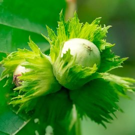 (image for) Filbert Tree 'Hall's Giant' (Hazelnut)