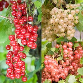 (image for) Colourful Currant Collection (3 Bushes)