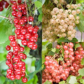 (image for) Colourful Currant Collection (3 Bushes)