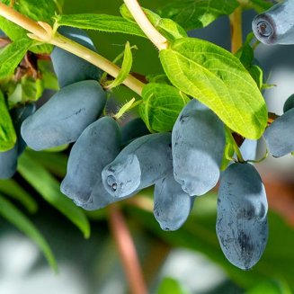 (image for) Honeyberry Bush 'Aurora'