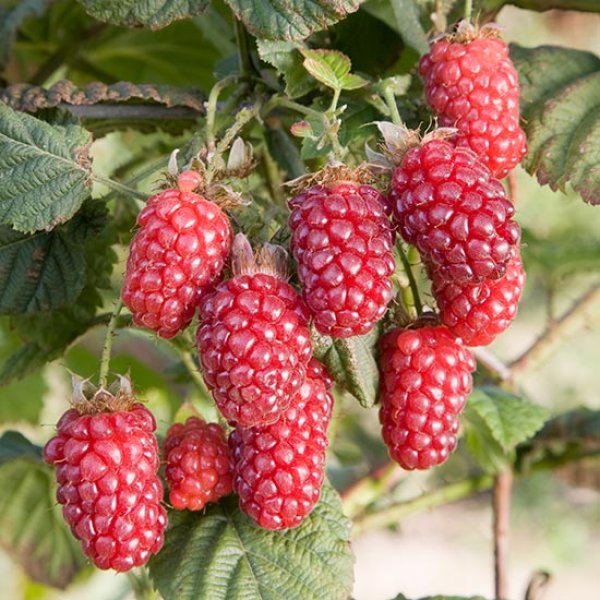 (image for) Tummelberry Bush