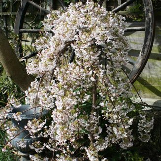 (image for) Prunus 'Iford Manor' (Weeping Cherry Tree)