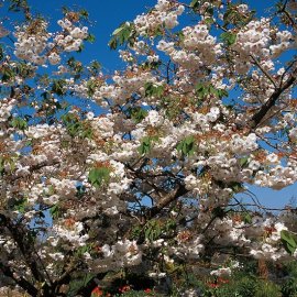 Prunus 'Shogetsu' (Pot Grown) Flowering Cherry Tree