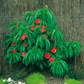(image for) Dwarf Peach Tree 'Honey Gold'