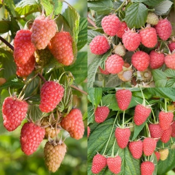 (image for) Summer & Autumn Raspberry Collection (15 canes)