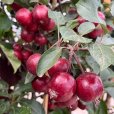 (image for) Malus \'Harry Baker\' (Crab Apple Tree)