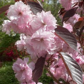 (image for) Prunus 'Royal Burgundy' (Pot Grown) Flowering Cherry Tree