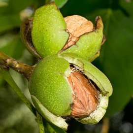 Walnut Tree 'Europa'