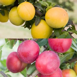 (image for) Cordon Mirabelle Plum Collection (2 Trees)