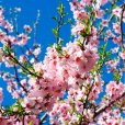 (image for) Sweet Almond Tree \'Robijn\' (Pot Grown)